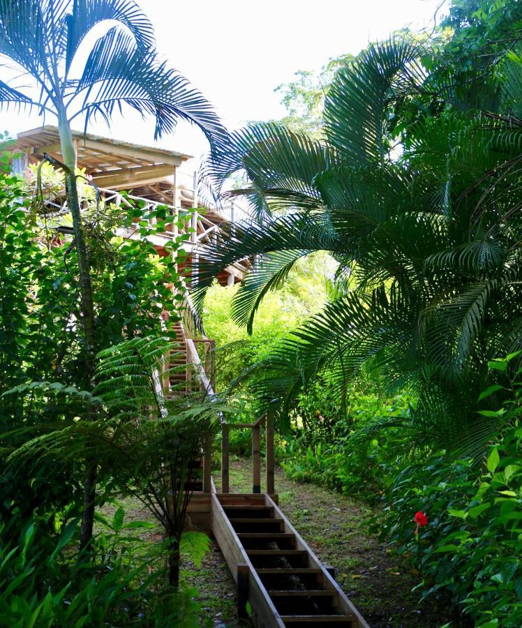 Eden Jungle Lodge Bocas del Toro Exterior photo